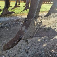 Ziegler Field Profi 4001 Grubber – Bild 6